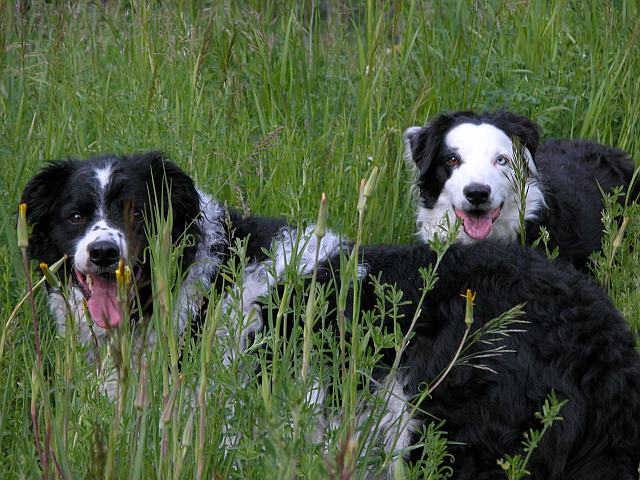 'Cuda and Diva in the long grass