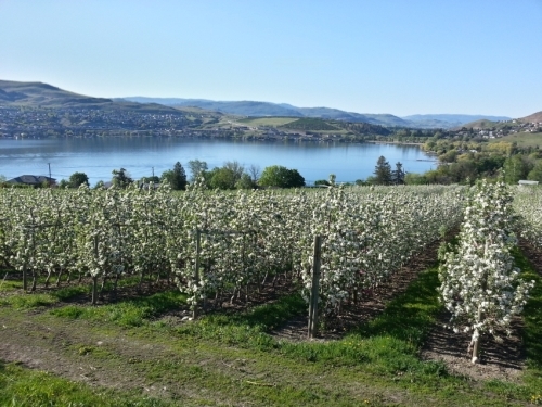 View of Kal Lake and orchards in Coldstream BC, taken by Teresa Deak is the cover photo for the 2014 Vernon Calendar.