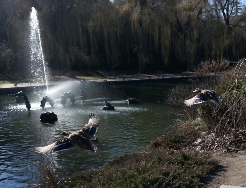 Photo of mallards landing near the Ogopogo fountain in Polson Park in Vernon BC, taken by Teresa Deak for the February 2014 calendar photo.