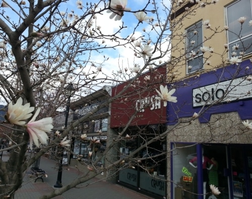 Photo of downtown Vernon BC business store fronts as viewed through the blooming magnolia tree, taken by Teresa Deak for the March 2014 calendar photo.
