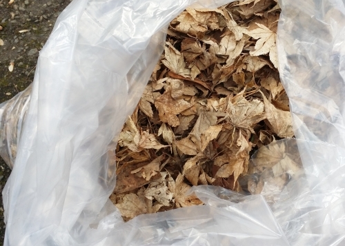 Bag those leaves in time for City of Vernon BC crews to pick them up in the annual curbside collection. And don't forget the tree prunings for the chipping program.